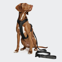 Laden Sie das Bild in den Galerie-Viewer, Cloud7 Y-1 Geschirr AKTIV Air-Mesh Black