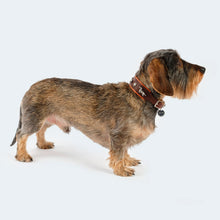 Laden Sie das Bild in den Galerie-Viewer, Leopold´s Finest Hundehalsband Leder Dackel dunkelbraun/ orange