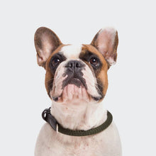 Laden Sie das Bild in den Galerie-Viewer, Cloud7 Hundehalsband Mauerpark Olive