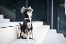 Laden Sie das Bild in den Galerie-Viewer, Hundehalsband rosa Mini Nesthäkchen