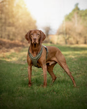Laden Sie das Bild in den Galerie-Viewer, Leder-Hundegeschirr Khaki