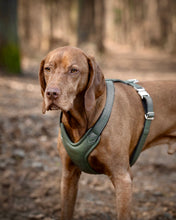 Laden Sie das Bild in den Galerie-Viewer, Leder-Hundegeschirr Khaki