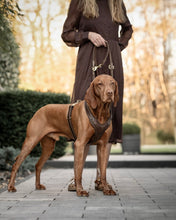 Laden Sie das Bild in den Galerie-Viewer, Leder-Hundegeschirr Old English dunkelbraun