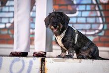 Laden Sie das Bild in den Galerie-Viewer, Leder Hundegeschirr Soft elfenbein