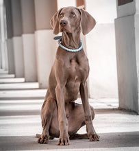 Laden Sie das Bild in den Galerie-Viewer, Halsband "Criss Cross Soft" - Sky Blue