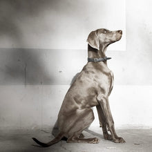 Laden Sie das Bild in den Galerie-Viewer, Halsband "Beginning" - COOL GREY